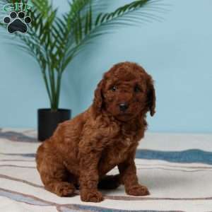 Evah, Miniature Poodle Puppy